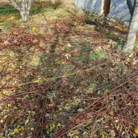 جمع‌آوری هرس و ساماندهی باغ و باغچه