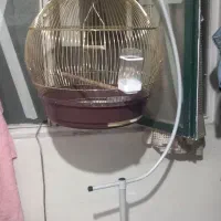قفس ایستاده پرنده