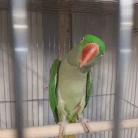 فروش شاه طوطی ماده سخنگو ‌فول فوق رام