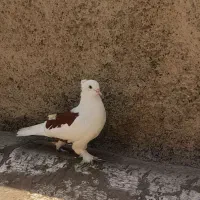 کفتر شازده پاپر ماده کاکلی