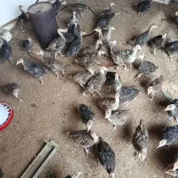 جوجه بوقلمون