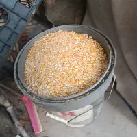 ذرت شکسته