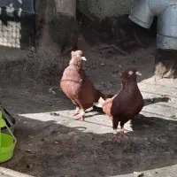 کبوتر رنگه دم سفیدکرمونی مسافتی