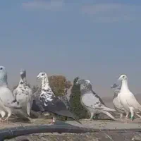 کبوتر پلاکی