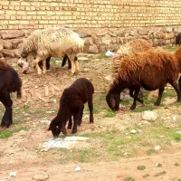 میش وبره قزل افشار