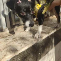 سگ ماده یکساله/عقیم شده/واکسن‌ها زده شده