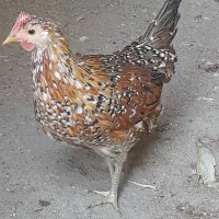 تخم نطفه دار گلین لری قلم سبز اصل|حیوانات مزرعه|قم, بلوار امین و ساحلی|دیوار