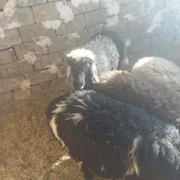 میش و بره