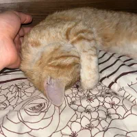 واگذاری گربه