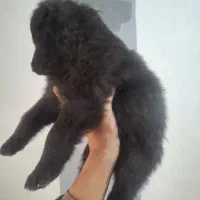 توله ژرمن بلک شولاین اصیل|سگ|نیشابور, ده حلاج|دیوار