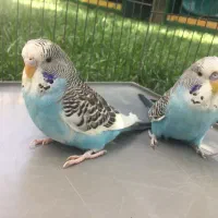 مرغ عشق انگلیسی|پرنده|هشتگرد, گلسار|دیوار