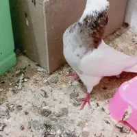 کبوترکلفه نر معاوضه با ماده کلفه