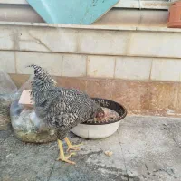 معاوضه خروس امروک