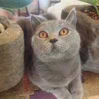 گربه ی بریتیش بلو