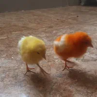 جوجه زرنگ سرحال