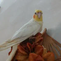 پرنده گمشده محدوده نوبهار