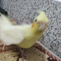 عروس هلندی ماده|پرنده|شیروان (خراسان), |دیوار