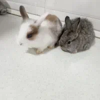 بچه خرگوش|موش و خرگوش|قائمشهر, |دیوار