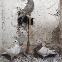 سار ، کلاغ کربلایی ، پلنگ ، قره