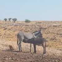 الاغ|حیوانات مزرعه|جره و بالاده, |دیوار
