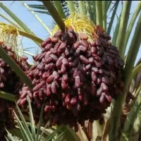 قنطار گنتار خرما هر جور نوع