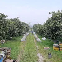 عسل طبیعی و تغذیه ژل رویال گرده گل، کره محلی|خوردنی و آشامیدنی|اردبیل, |دیوار