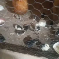 مرغ گلین با جوجه وخروس|حیوانات مزرعه|قائمشهر, |دیوار