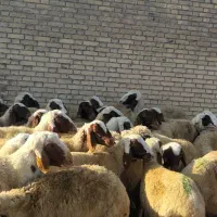 میش  سنجابی