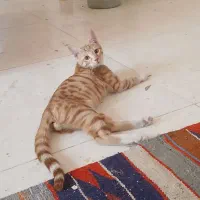 گربه رایگان ۲عدد نر واکسن خورده
