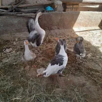 غازو غوغاز|حیوانات مزرعه|قزوین, |دیوار