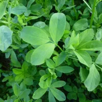 یونجه هرده و گونی شده