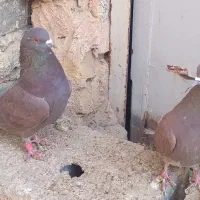 کبوترپرشیگرو.سرخ.سبز.|پرنده|برخوار, |دیوار