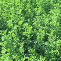 فروش کاه یونجه