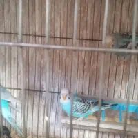 فنچ و مرغ عشق