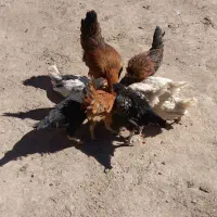 جوجه و مرغ|حیوانات مزرعه|بزینه رود, |دیوار