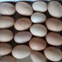 تخم مرغ محلی به تعداد