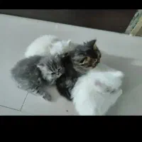 گربه دو ماه پرشین.