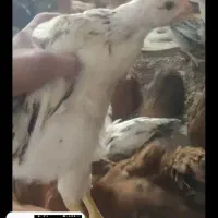 جوجه محلی