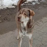 واگذاری شته از نسل فیتر بزرگ