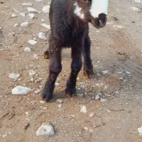 گوسفند و بره قوچ|حیوانات مزرعه|سیلاخور, |دیوار