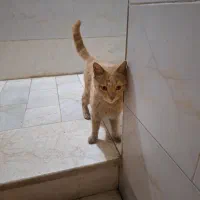 واگذاری گربه