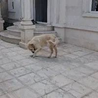 واگذاری سگ گلدن روتریور