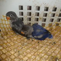 جوجه کوتوله سرلاکی|پرنده|ساری, |دیوار