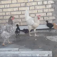 مرغ