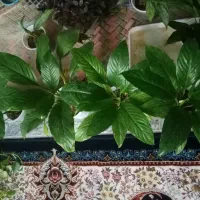 گل طبیعی|گل و گیاه طبیعی|خرمآباد, |دیوار