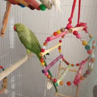 طوطی ملنگو سبز