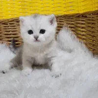 اسکاتیش و بریتیش