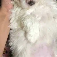 واگذاری توله  های ۲ماهه شیتزو تریر عروسکی