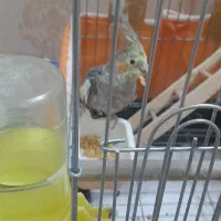 عروس هلندی نر