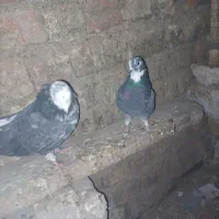 یه جفت کبوتر